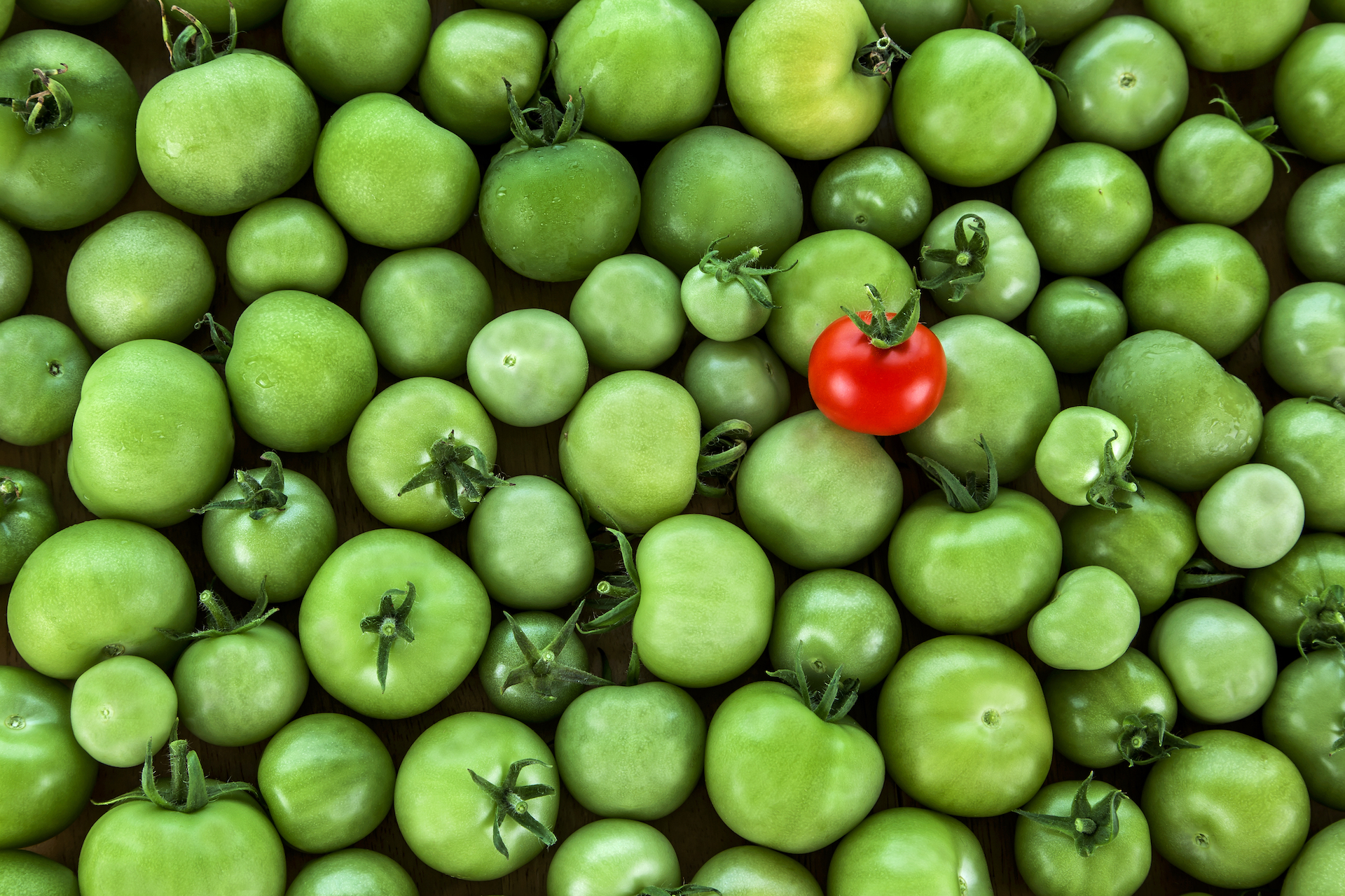 green-tomato-red-tomatoes
